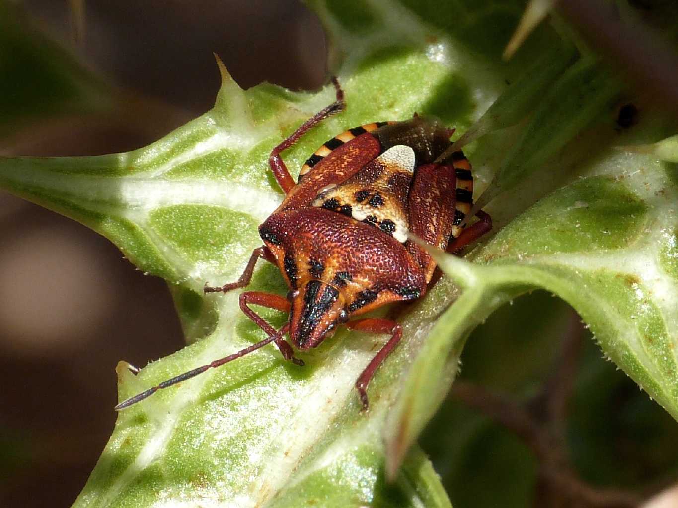 Pentatomidae su cardo - Codophila varia